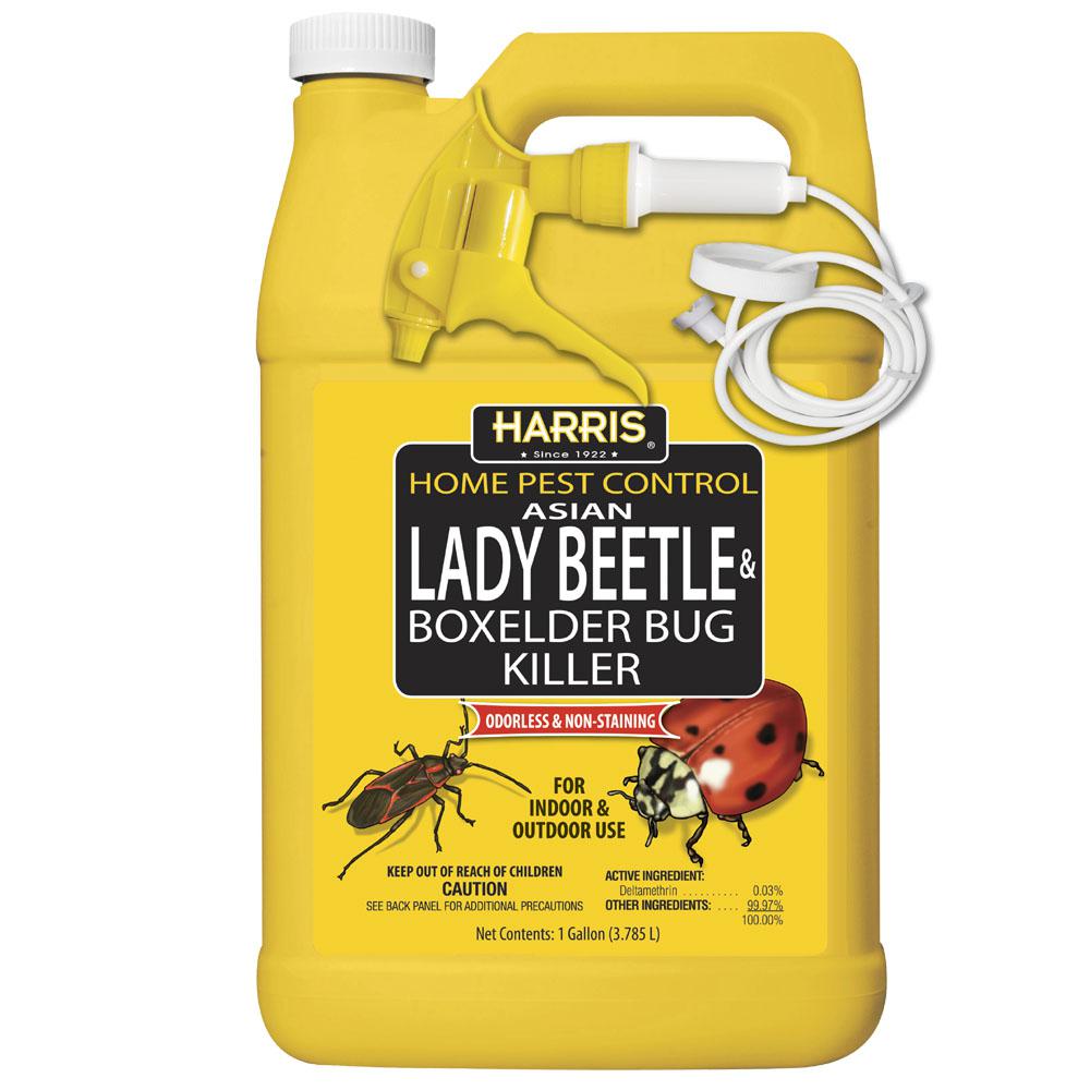 Carpet Beetle Spray Lowes – Floor Matttroy