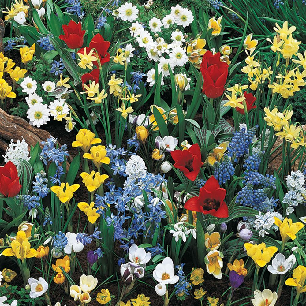 Download Van Bourgondien Wild Flower Spring Blooming Bulbs Mixture ...