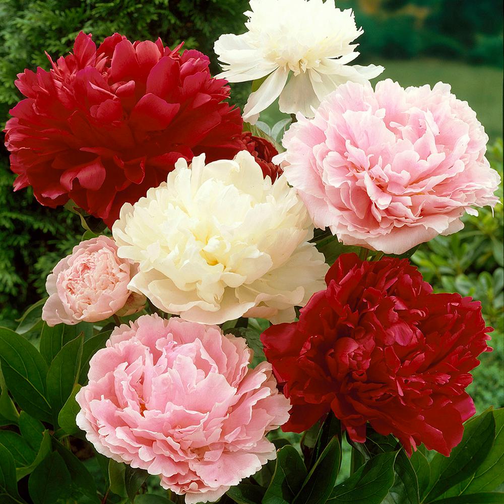 Peony Flower Bulbs Garden Plants Flowers The Home Depot Peonies